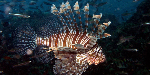 A lionfish (<em>Pterois volitans</em>) cruises near Fiji in this 2008 image.