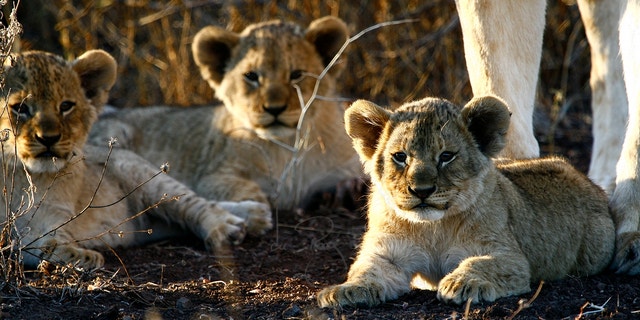 The Bubye Valley Conservancy has more than 500 lions.