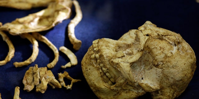 The virtually complete Australopithecus fossil "Little Foot" is displayed at the University of the Witwatersrand in Johannesburg, South Africa, Wednesday, Dec. 6, 2017. Researchers in South Africa have unveiled what they call "by far the most complete skeleton of a human ancestor older than 1.5 million years ever found." (AP Photo/Themba Hadebe)