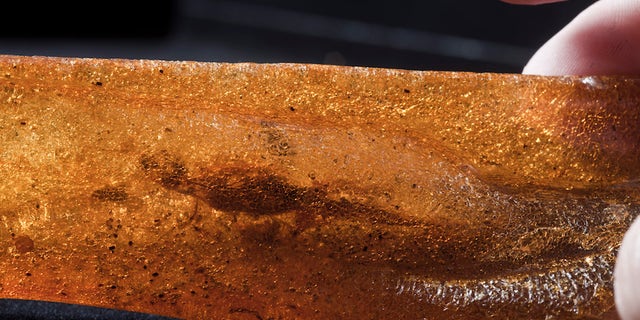 The 2.7-inch-long (7 centimeters) lizard is preserved in a piece of amber measuring just over 4.5 inches (12 cm) long.