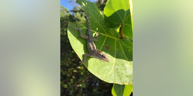 This Aug. 30, 2017 photo provided by Colin Donihue, shows an anoles lizard in the Turks and Caicos Islands. According to a study in the Wednesday, July 25, 2018 edition of the journal Nature, lizards who survived 2017ââ¬â¢s Hurricanes Irma and Maria had 6 to 9 percent bigger toe pads, significantly longer front limbs and smaller back limbs, compared with the population before the storms. (Colin Donihue via AP)
