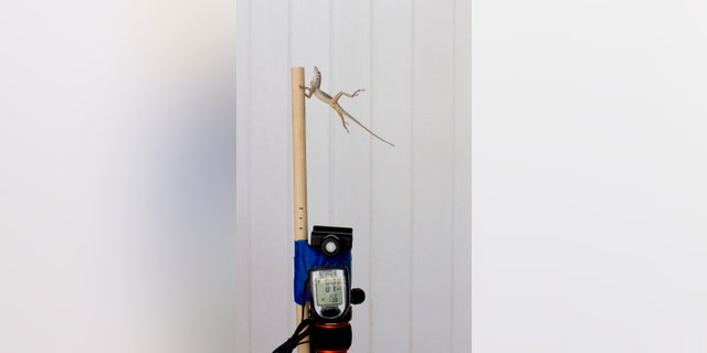 In this Oct. 19, 2017 photo provided by Colin Donihue, an anoles lizard hangs onto a pole during a simulated wind experiment in the Turks and Caicos Islands. According to a study in the Wednesday, July 25, 2018 edition of the journal Nature, lizards who survived 2017ââ¬â¢s Hurricanes Irma and Maria had 6 to 9 percent bigger toe pads, significantly longer front limbs and smaller back limbs, compared with the population before the storms. (Colin Donihue via AP)