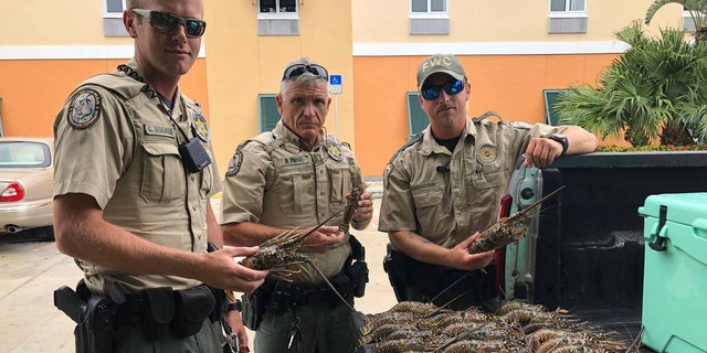 Two Florida men were caught with illegally obtained lobsters in their truck and hotel room.