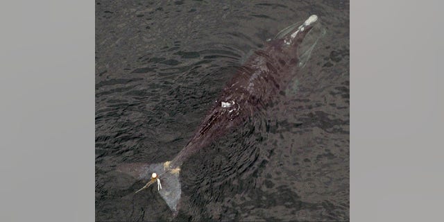 A 1-year-old female right whale was spotted in July 2002 near Nova Scotia with lobster gear caught just above her flukes. After she was later found dead, an investigation concluded that a deep laceration by the gear had killed her.