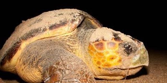 Loggerhead turtle. (Pojecto Tamar)