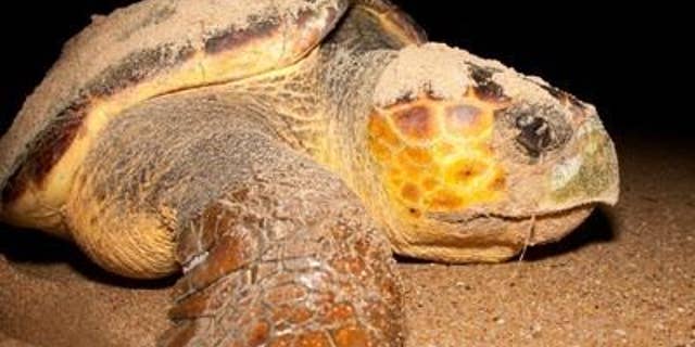 Loggerhead turtle. (Pojecto Tamar)