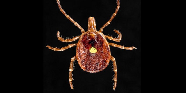 A Lone Star Tick.