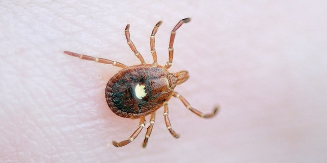 A Lone Star tick.