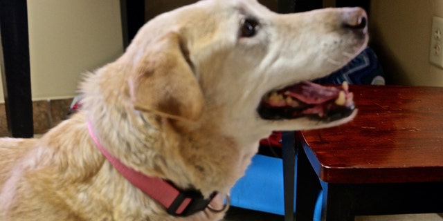 lost dog 1