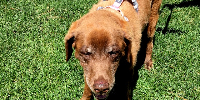 This June 2017 photo provided by Cheri Glankler shows Mo an elderly Chesapeake Bay Retriever in Garden Valley, Idaho who wandered away from her owners during a hunting trip last September.