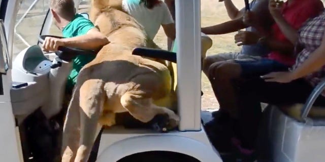 lion 2