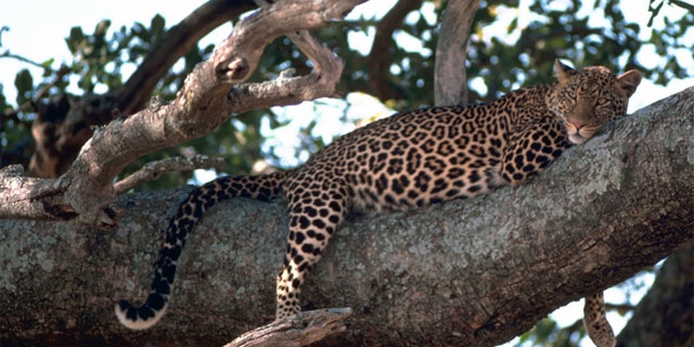 Experts are blaming locals for encroaching into leopard territory.