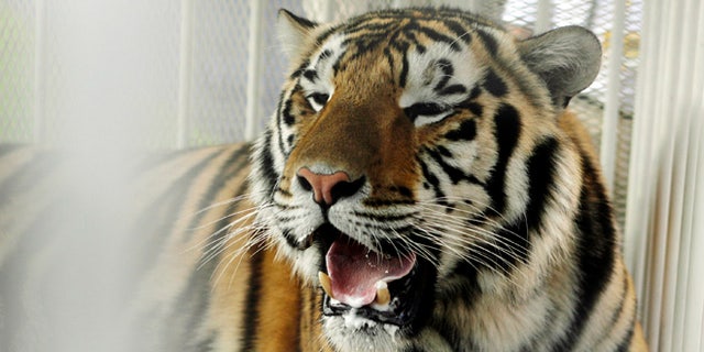 LSU tiger mascot