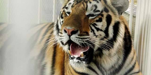 LSU tiger mascot