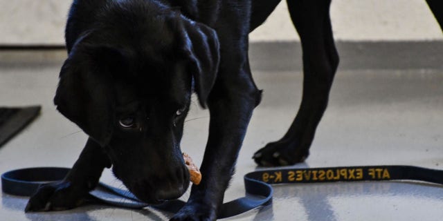 Lulu lost interest in during training to sniff out explosives for the CIA's bomb detection program.
