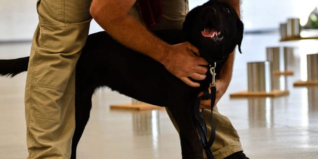 Lulu lost interest in during training to sniff out explosives for the CIA's bomb detection program.