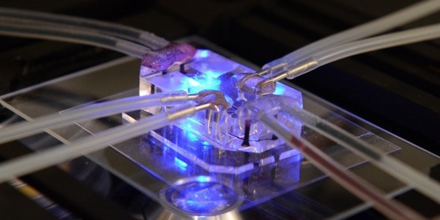This plastic device, which is about the size of a flash drive, mimics the function and one of the illnesses of a human lung. (Courtesy Wyss Institute, Harvard University)