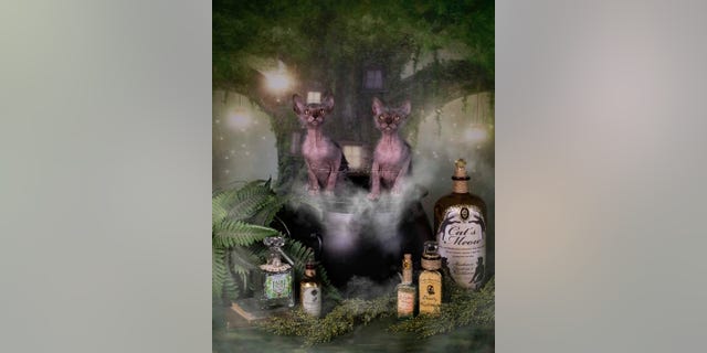 These two lykoi females bare a striking resemblance to a mythological creature — the werewolf.