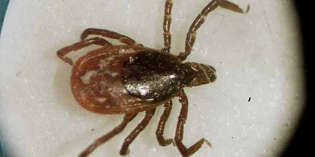 March 2002: This file photo shows a deer tick under a microscope in the entomology lab at the University of Rhode Island in South Kingstown, R.I.