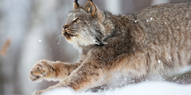 Canadian lynx on the prowl in Northern Minnesota wilderness.