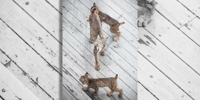 Lynx are seen outside.