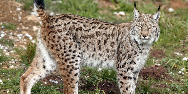 A Eurasian lynxs looks out from its enclosure at a nature reserve in Cabarceno near Santander in northern Spain February 28, 2006.