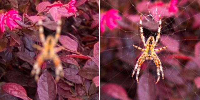 This is a subject you don't want to get close to. This scary spider was re-focused after the photo was taken.