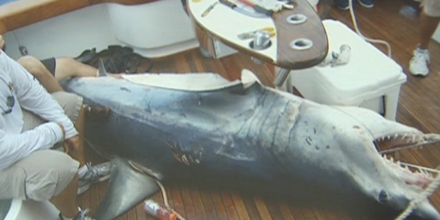Bankers from Miami caught the fish of a lifetime when they muscled in a thousand-pound mako shark.