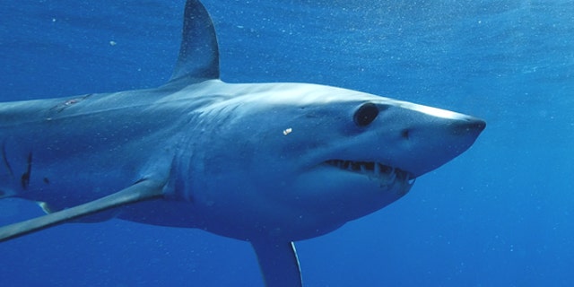 The U.S. Army is funding research on the skin of the mako shark that was presented Monday and could impact how aircraft are built.
