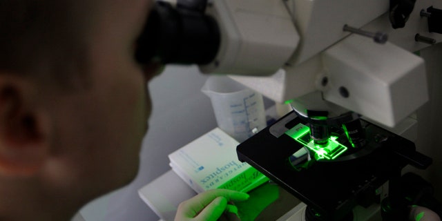 A research team member looks through a microscope of bacteria use for producing anti-body against malaria at Westminster University in London, Tuesday.