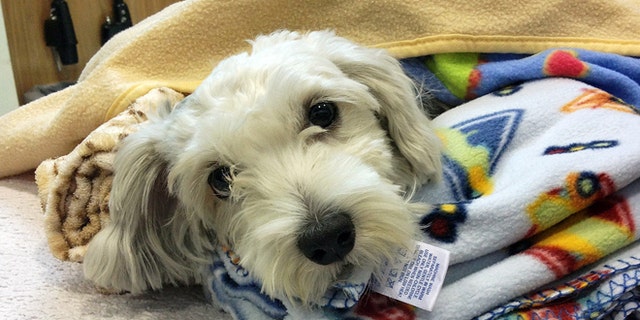 Sept. 18, 2014: This photo provided by ACCESS Specialty Animal Hospitals shows Gordo, a 1- to 2-year-old Maltese mix that was struck by a van during a police chase Wednesday night, being cared for at City Of Angels Veterinary Specialty Center in Culver City, Calif.