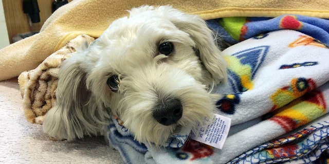 Sept. 18, 2014: This photo provided by ACCESS Specialty Animal Hospitals shows Gordo, a 1- to 2-year-old Maltese mix that was struck by a van during a police chase Wednesday night, being cared for at City Of Angels Veterinary Specialty Center in Culver City, Calif.