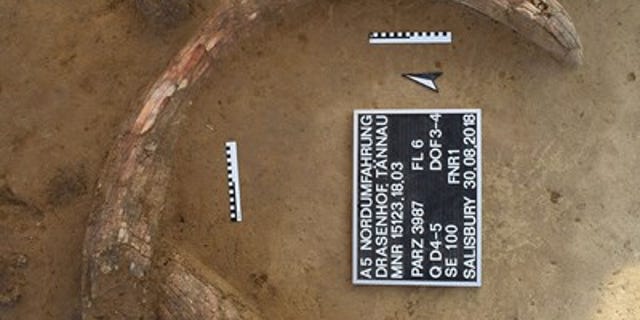 A mammoth tusk at the Stone Age 'kill site' (ASFiNAG)
