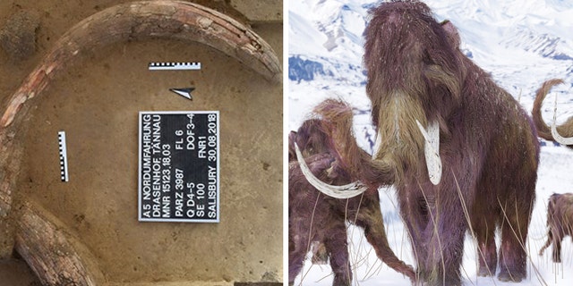 A mammoth tusk at the Stone Age 'kill site/artist's illustration of a woolly mammoth (ASFiNAG/iStock/Aunt_Spray)