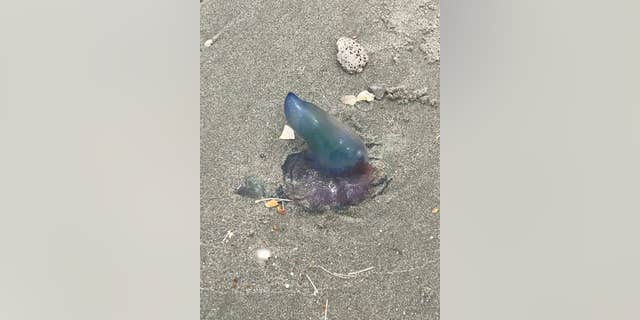 Portuguese men o' war have been spotted on the north end of Myrtle Beach, officials said.
