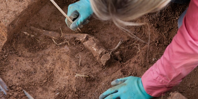 Excavation of an amputated limb (Credit: Kate D. Sherwood, Smithsonian Institution)