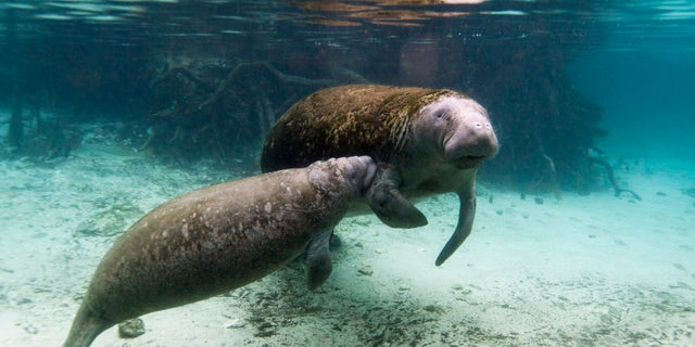 File photo: A manatee calf nurses from its mother inside of the Three Sisters Springs in Crystal River, Florida January 15, 2015. (REUTERS/Scott Audette)