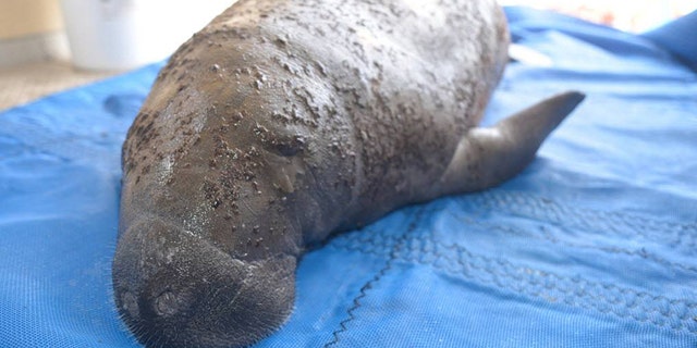 5-month-old Brownee has been rescued and is resting comfortably. (Credit: Broward County’s Port Everglades)