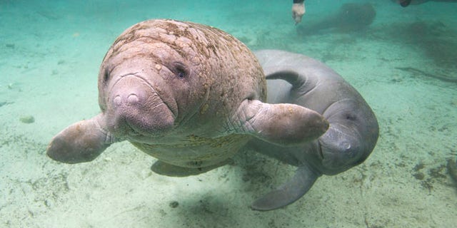 Jan. 15, 2015: Florida manatees swim in Crystal River, Fla.
