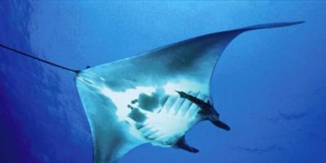 giant oceanic manta ray conservation