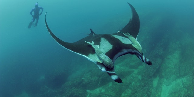 Scripps graduate student Josh Stewart swims near a giant oceanic manta ray at Bahia de Banderas, off Mexico's Pacific coast.