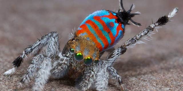 A male of the peacock spider species Maratus jactatus, which is nicknamed Sparklemuffin, lifts its leg as part of a mating dance. (Jürgen Otto)