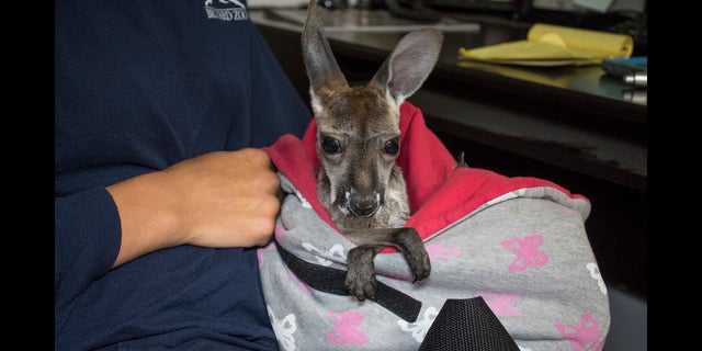 Lilly the kangaroo at 2 months old.
