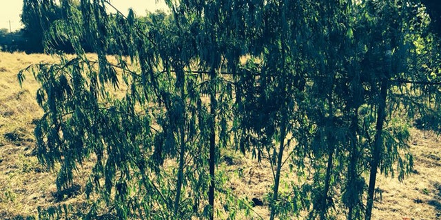 Marijuana hunting blind found by Oklahoma game wardens. (ODWC)