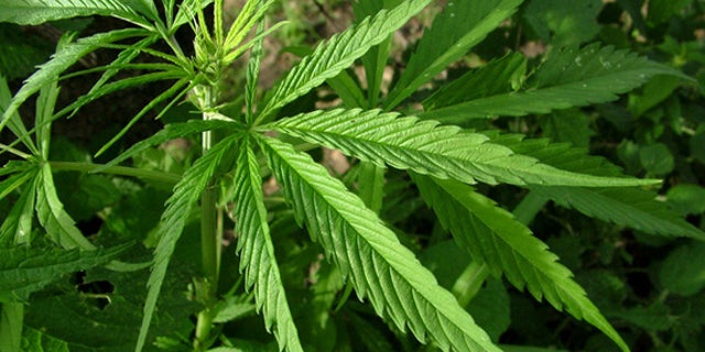 Marijuana leaves.
