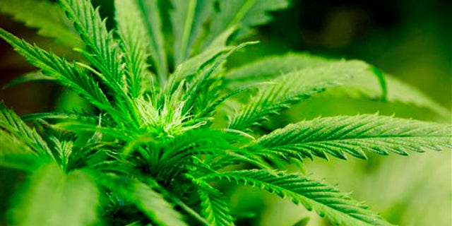 ADVANCE FOR SUNDAY, JUNE 30 AND THEREAFTER - FILE - This Oct. 26, 2010 file photo shows a marijuana plant flourishing under grow lights at a warehouse in Denver. It took 50 years for American attitudes about marijuana to zigzag from the paranoia of "Reefer Madness" to the excesses of Woodstock back to the hard line of Just Say No. And now, in just a few short years, public opinion has shifted so dramatically toward pragmatic acceptance of marijuana that even those who champion legalization are surprised at how quickly attitudes are changing and states are moving to approve the drug for medical use and just for fun.. (AP Photo/Ed Andrieski, File)