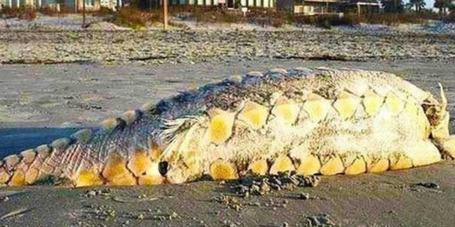 A bizarre creature that washed ashore last week in South Carolina.