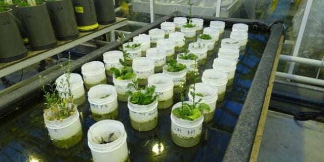 Download Earthworms born in mock Mars soil | Fox News