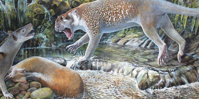 Reconstruction of Wakaleo schouteni challenging the thylacinid Nimbacinus dicksoni over a kangaroo carcass in the late Oligocene forest at Riversleigh (illustration by Peter Schouten in the Journal of Systematic Palaeontology).