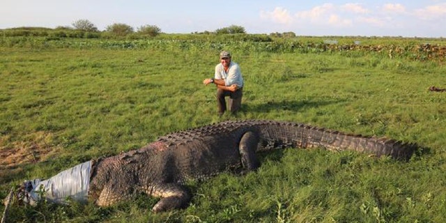 Matt Wright caught a massive crocodile recently. (Credit: Matt Wright, Facebook)